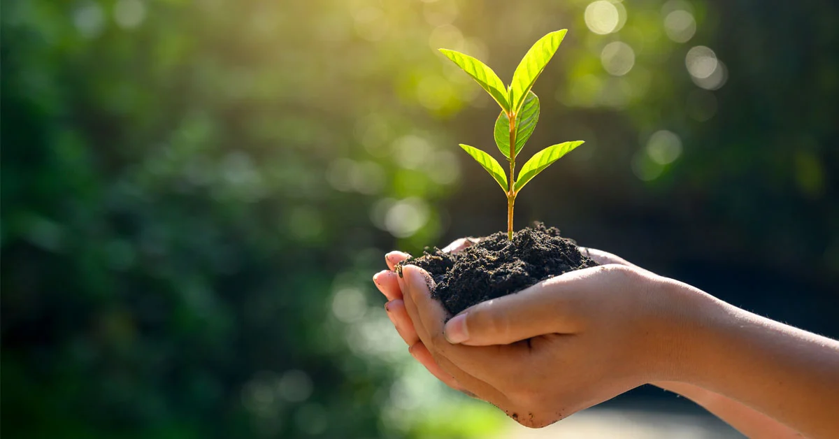 SAP tree planting